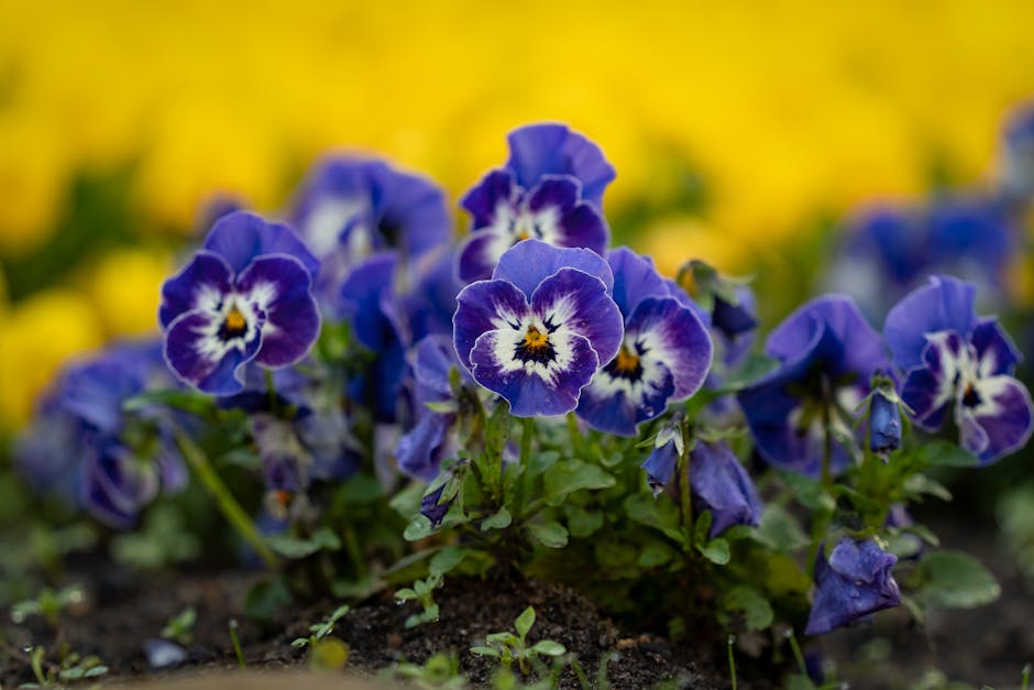 Planting bright spring flowers in a garden bed