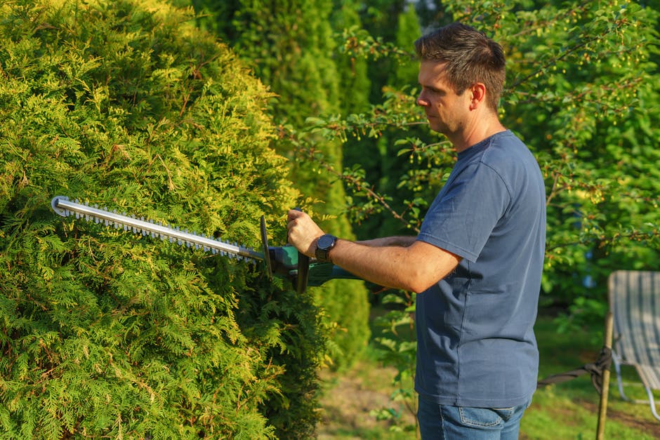 Trimming and shaping green garden hedges